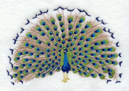 Peacock