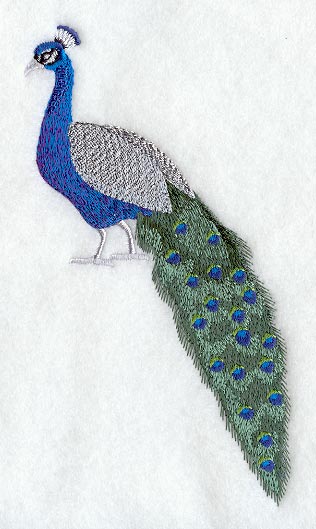 Peacock and Frame