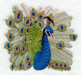 Peacock Portrait