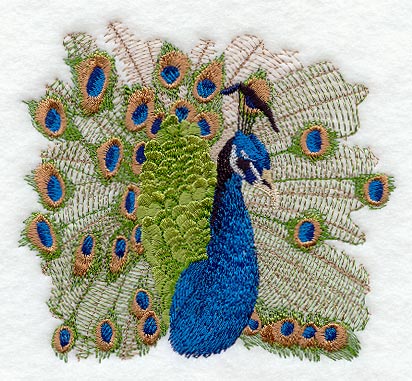 Peacock Portrait