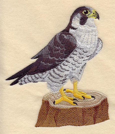 Perching Peregrine Falcon
