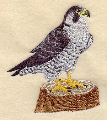 Perching Peregrine Falcon