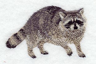 Raccoon