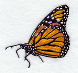Resting Monarch Butterfly