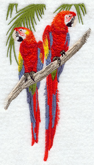 Scarlet Macaw