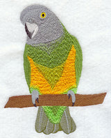 Senegal Parrot