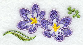 Crocus Accent
