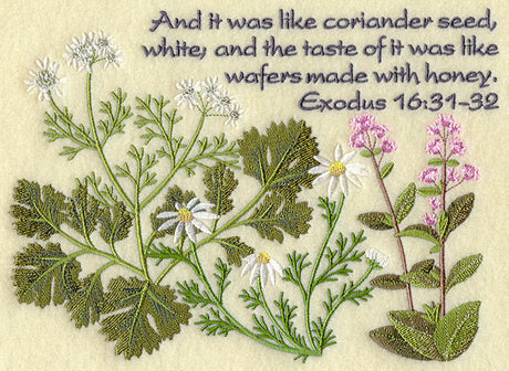 It Was Like Coriander Seed