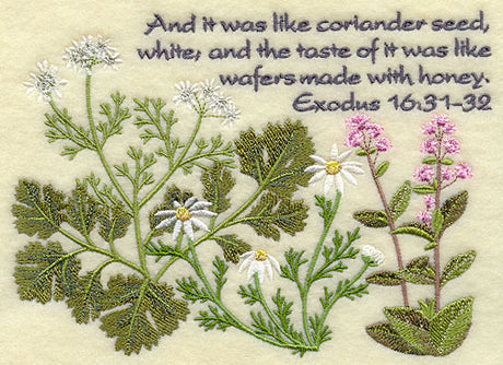 It Was Like Coriander Seed