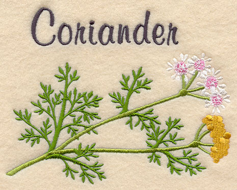 Coriander