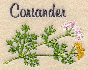 Coriander