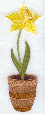 Pretty Potted Daffodil