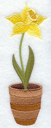 Pretty Potted Daffodil