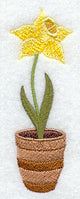 Pretty Potted Daffodil