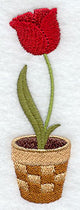 Pretty Potted Tulip
