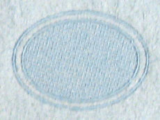 Oval with Border (Embossed)