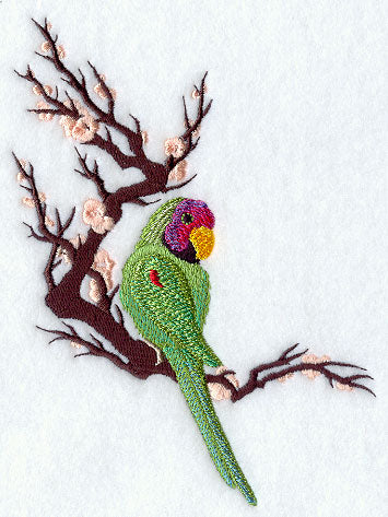 Asian Parakeet Corner