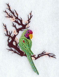 Asian Parakeet Corner