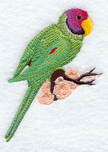 Asian Parakeet Accent