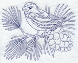 Hoary Redpoll (Bluework)