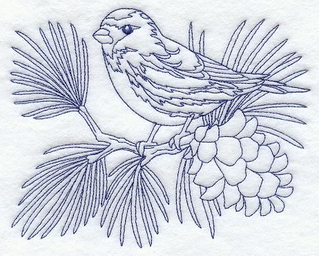 Hoary Redpoll (Bluework)
