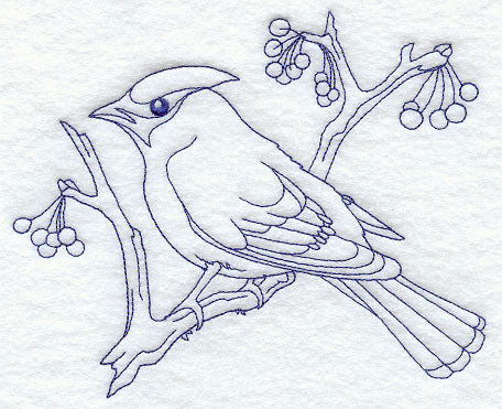 Bohemian Waxwing (Bluework)