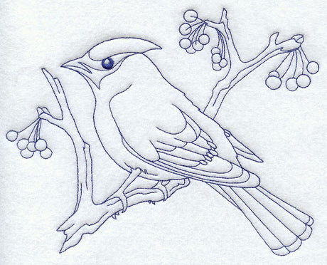 Bohemian Waxwing (Bluework)