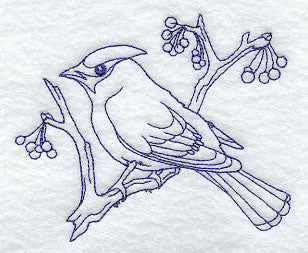 Bohemian Waxwing (Bluework)