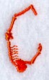 Skeleton Letter C - 1 3/4 Inch
