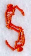 Skeleton Letter S - 1 3/4 Inch