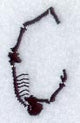 Skeleton Letter C - 1 3/4 Inch