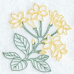 Winter Jasmine (Vintage)