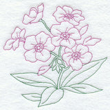 Phlox (Vintage)