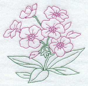 Phlox (Vintage)