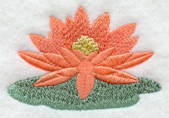 Island Paradise Water Lily