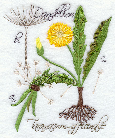 Dandelion Botanical