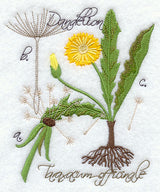 Dandelion Botanical