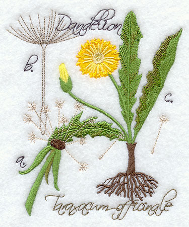Dandelion Botanical