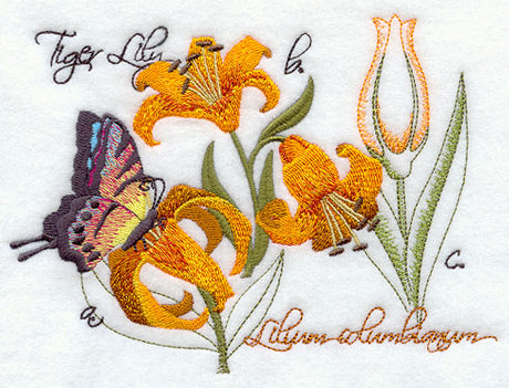 Tiger Lily Botanical