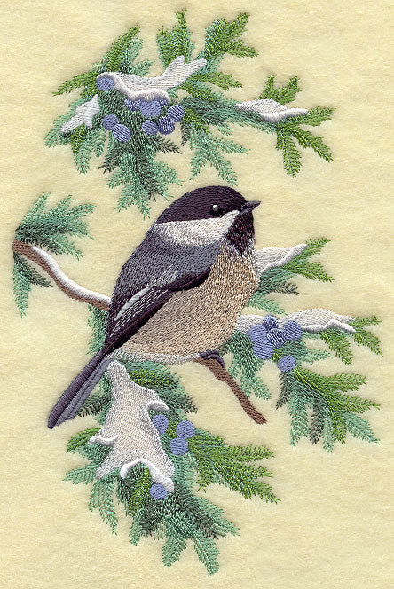Chickadee in Juniper Boughs and Berries