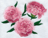 Carnation