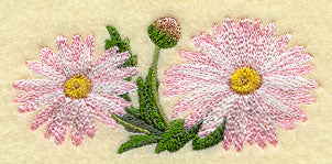 Daisy Border