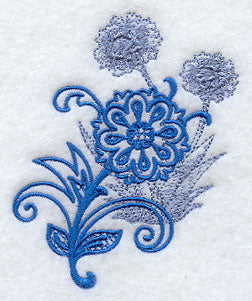 Agapanthus Echo in Bloom