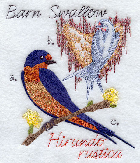 Barn Swallow and Nest Sketch
