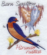 Barn Swallow and Nest Sketch