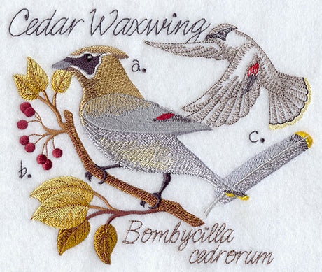 Cedar Waxwing and Nest Sketch