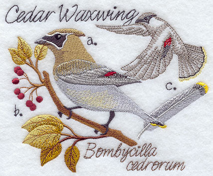 Cedar Waxwing and Nest Sketch