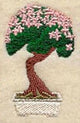 Bonsai Tree in Cherry Blossom Bloom
