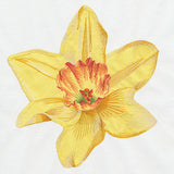Contours of Beauty Daffodil (Applique)