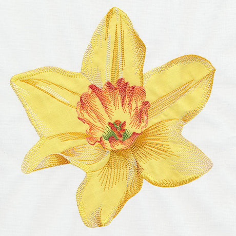 Contours of Beauty Daffodil (Applique)